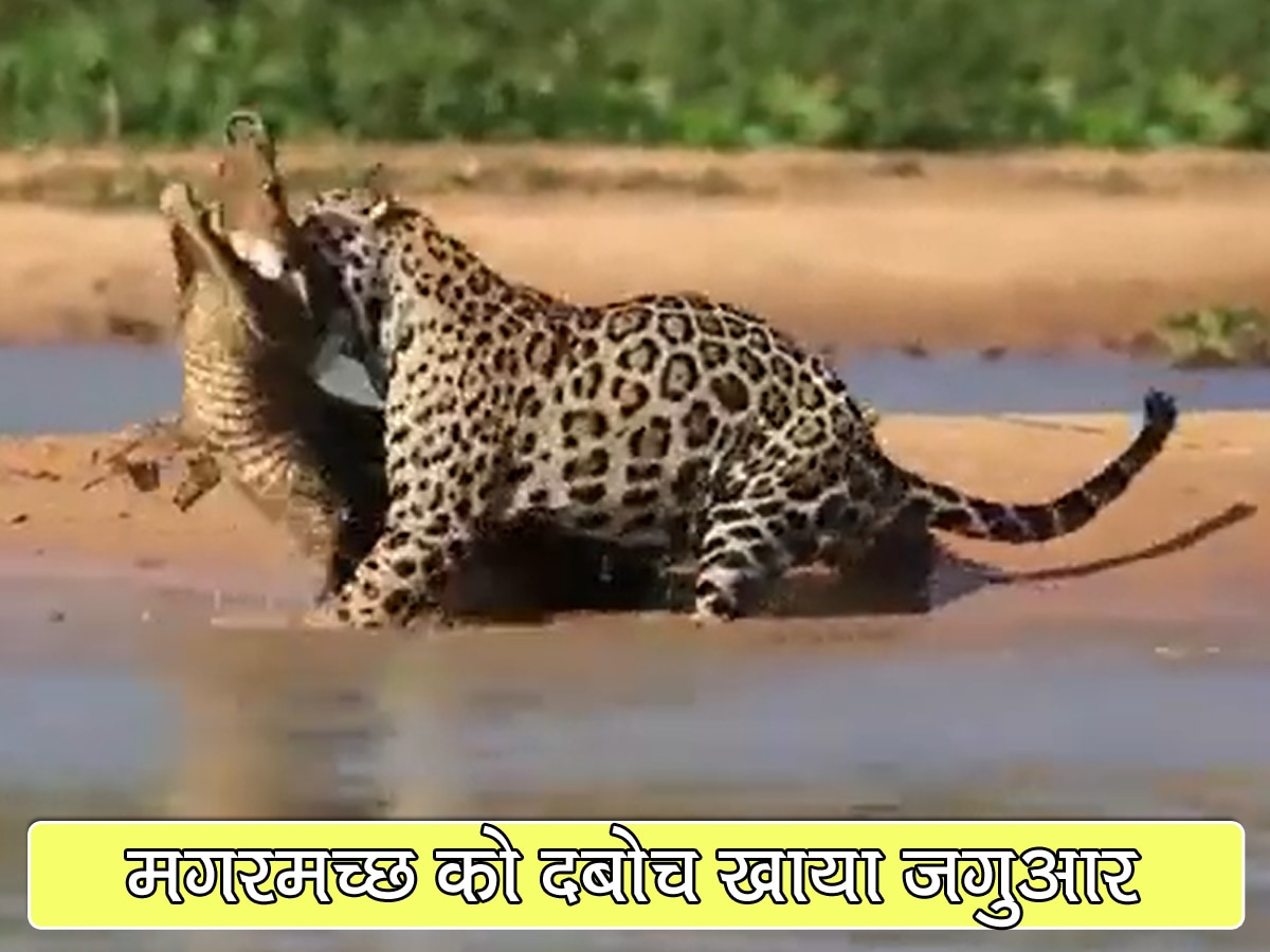 crocodile video resting on the banks of the river the jaguar came