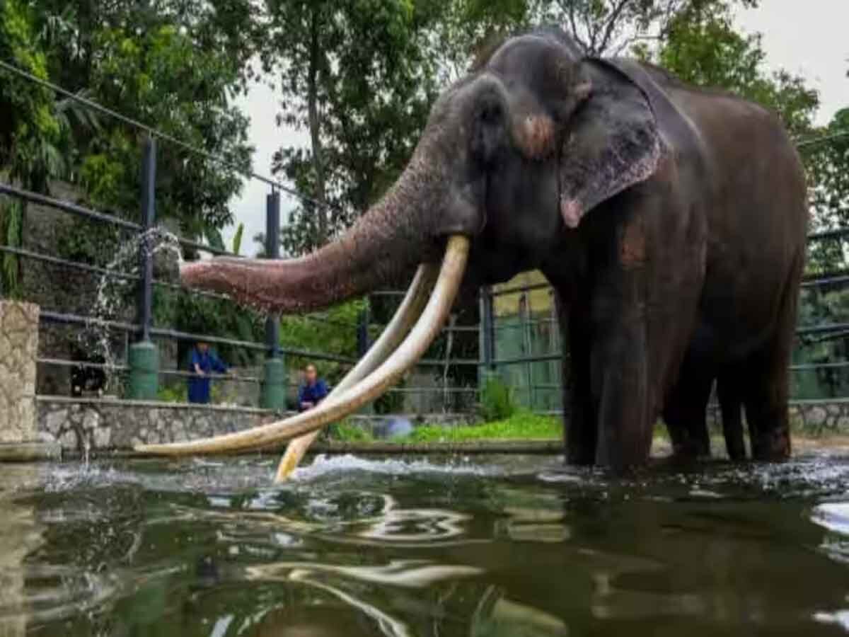 श्रीलंका को 22 साल पहले गिफ्ट में दिया हाथी थाइलैंड ने मांग लिया वापस, क्या है वजह?