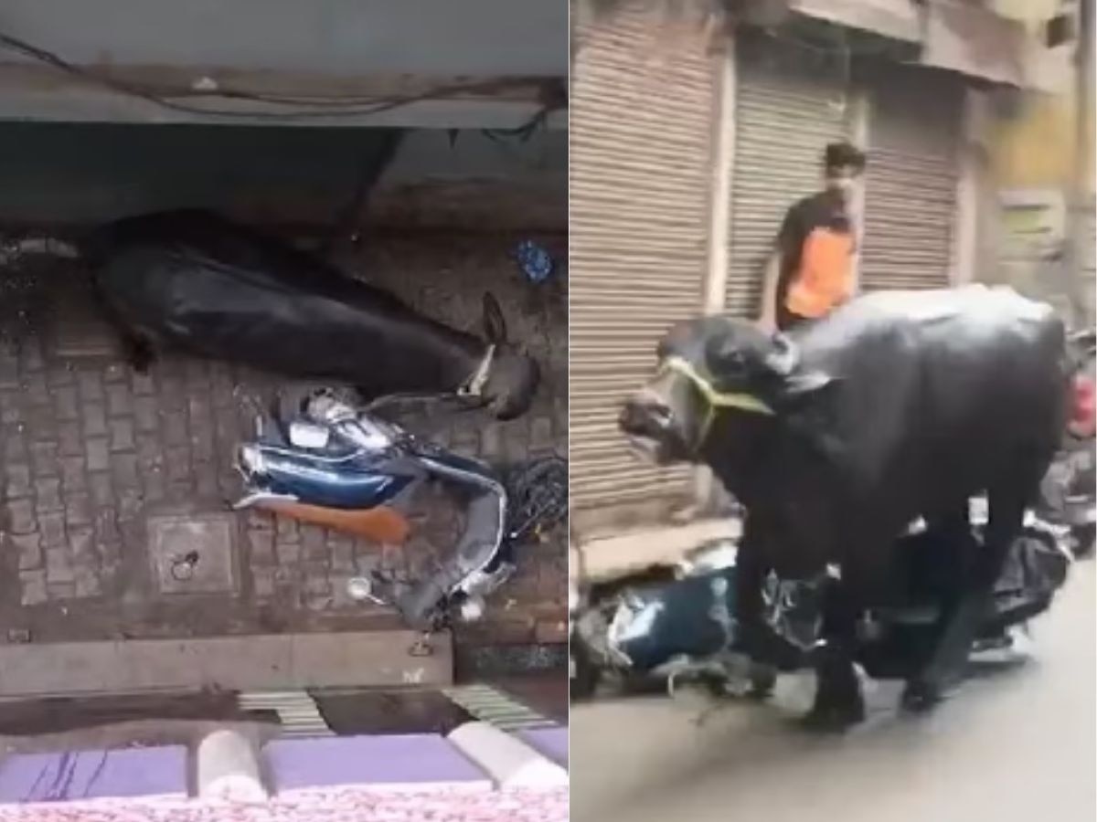 Moradabad News: भैंसे ने मुरादाबाद की गलियों में मचाया गदर, जो मिला उसे बस रौंदता चला गया