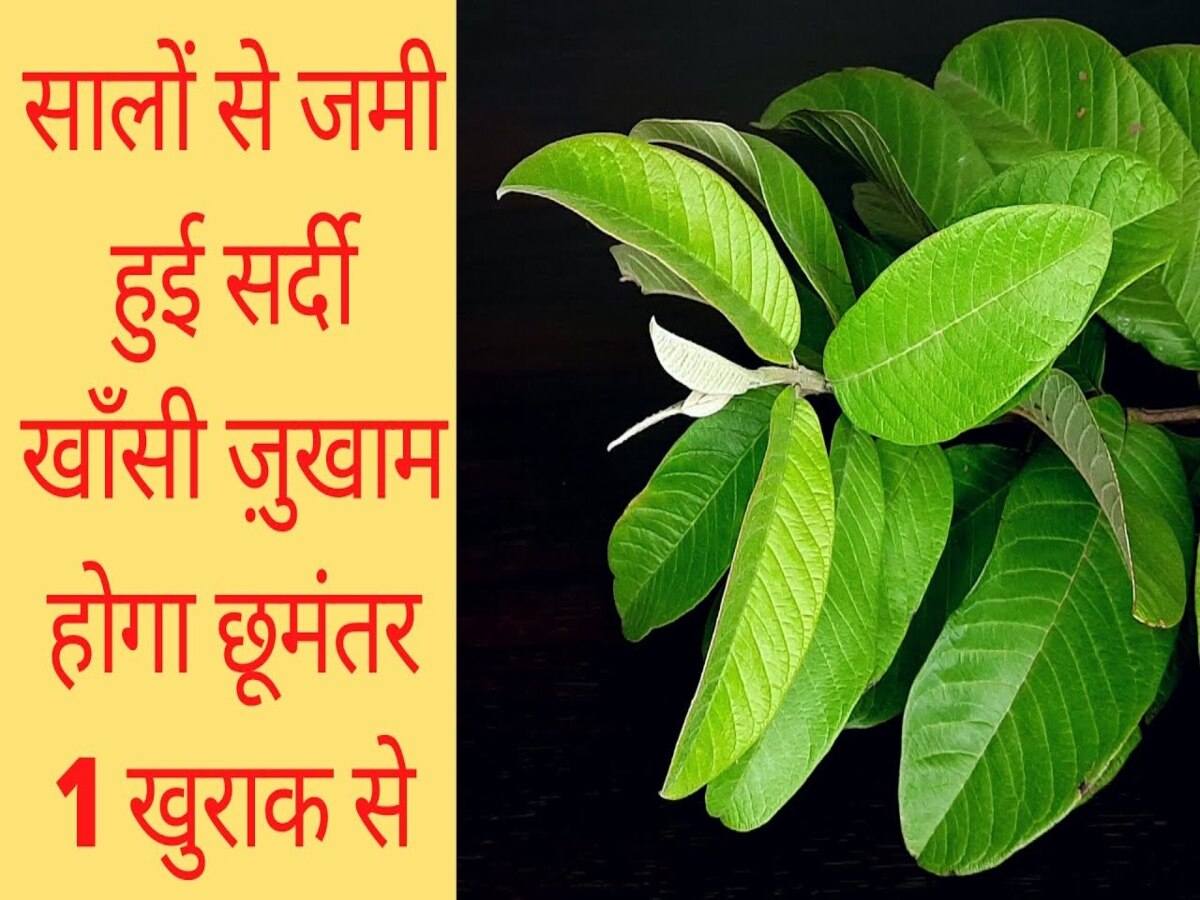 benefits of guava leaves for cough and cold khansi aur jukam ka ilaj Hindi News, बारिश में