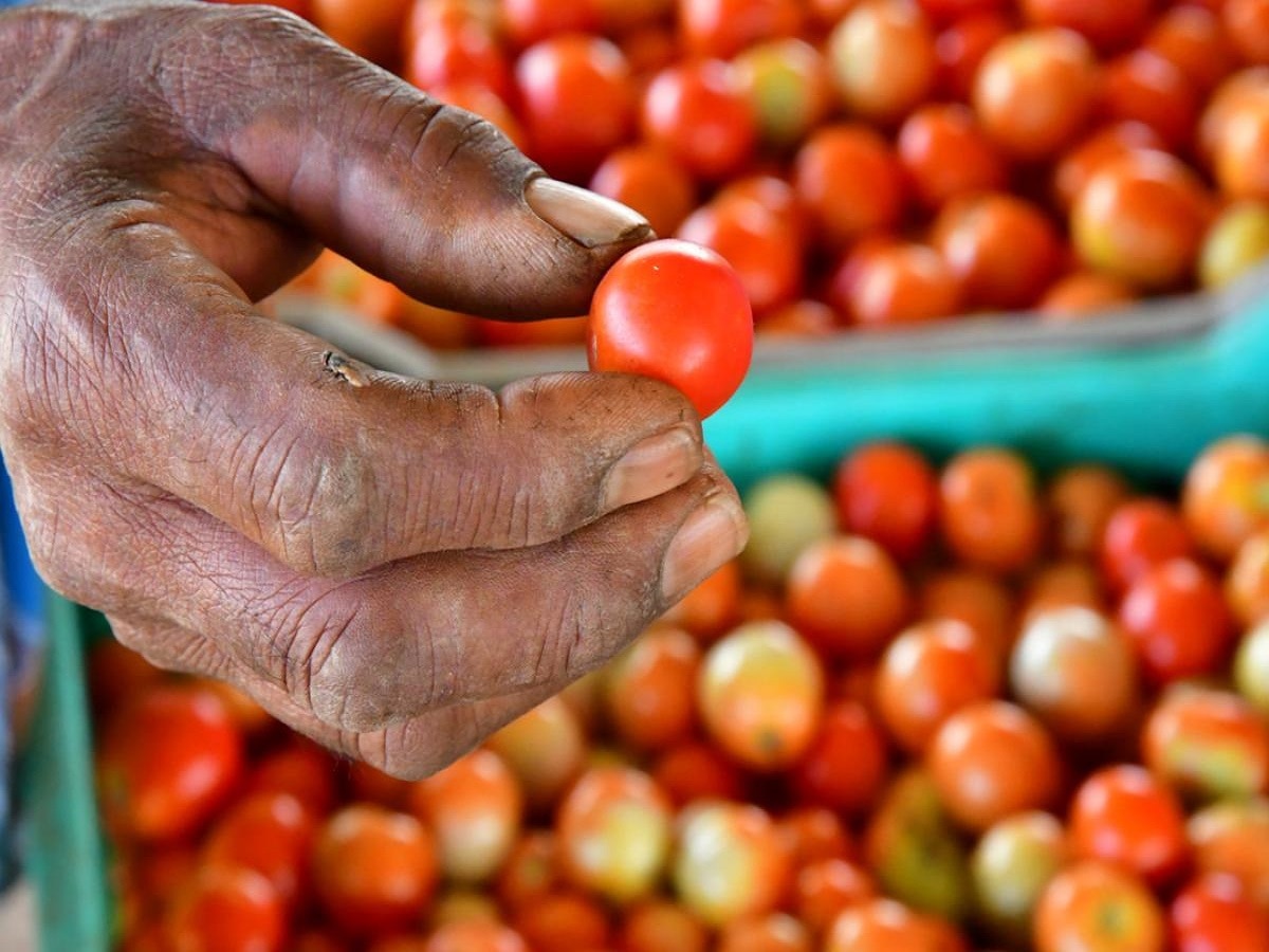 Tomato Price: दिल्ली-एनसीआर में 140 रुपये पहुंचे टमाटर के दाम, जानें और कितनी बढ़ेगी कीमत  