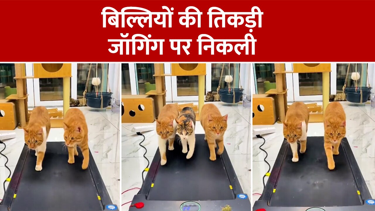 Cat Viral Video 3 cats seen doing jogging on treadmill Viral Video