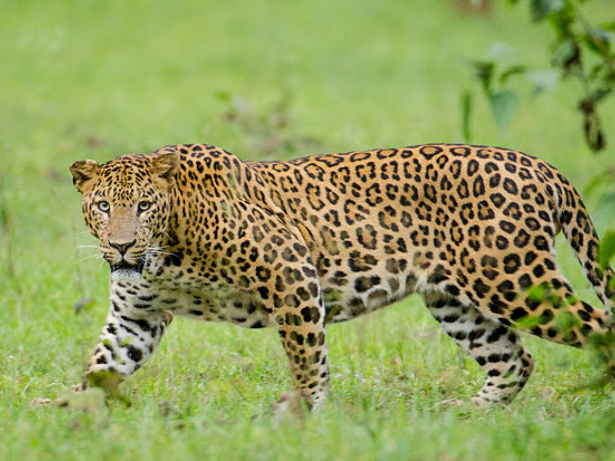 Leopard News: हिमाचल के चंबा में सड़कों पर घूम रहे तेंदुए, लोगों में दशहत