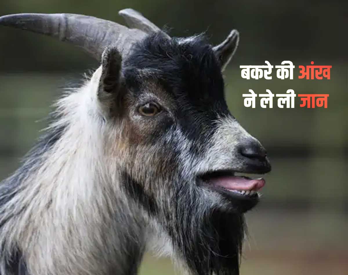 Chhattisgarh man kills goat goats eye kills man Goats eye killed man in