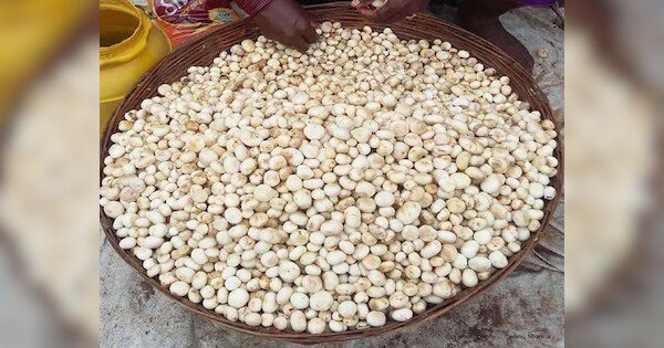 Rugda is a panacea for many diseases you will be shocked after hear ...