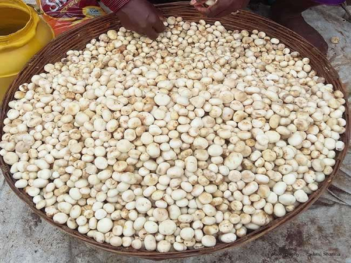 Maguda Rugda Rugda is a panacea for many diseases you will be shocked after hear ...