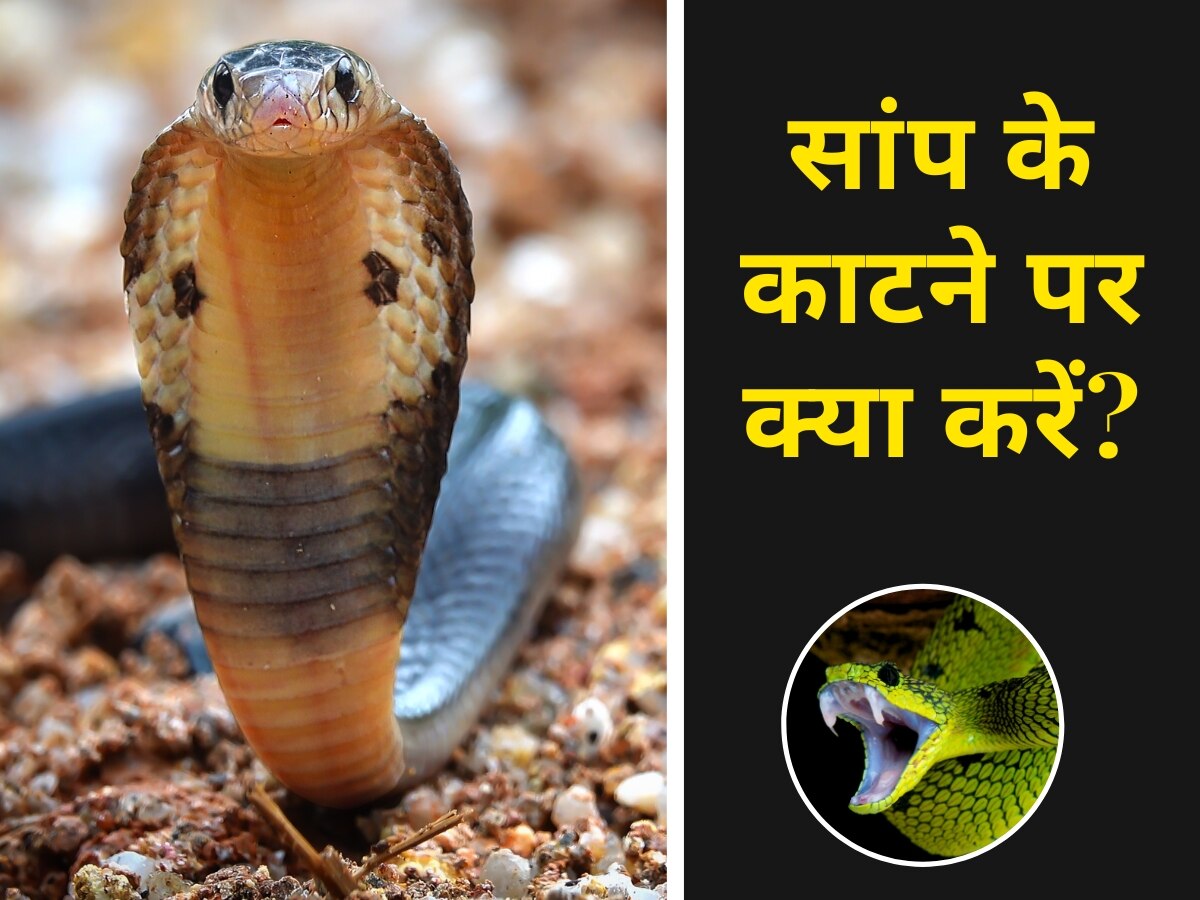 Snake Bite: बरसात के मौसम में सांपों से बचकर रहना रे बाबा, अगर डस ले तो सबसे पहले करें ये काम