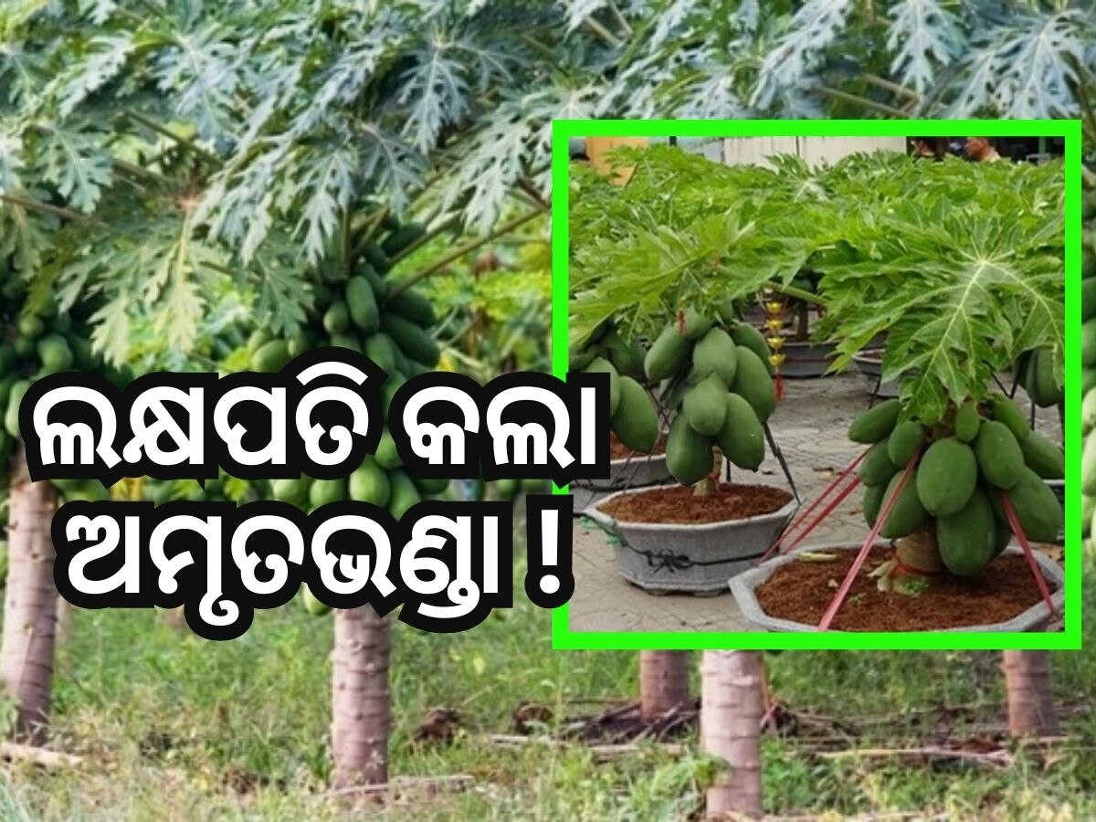 Papaya Farming: ଭାଗ୍ୟ ବଦଳାଇଦେଲା ଅମୃତଭଣ୍ଡା, ଚାଷରୁ ମିଳିଲା ୧୦ଲକ୍ଷ !