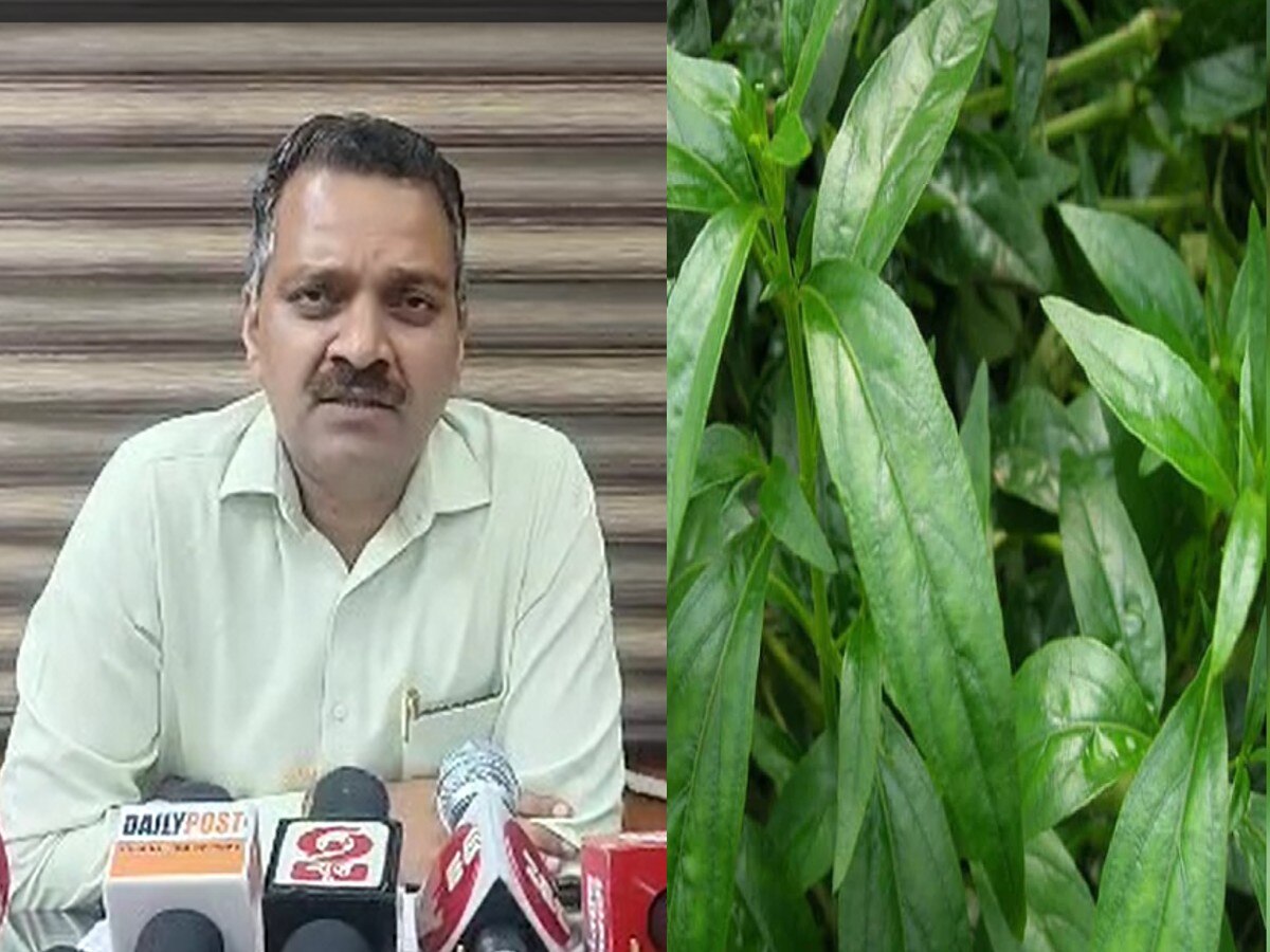 Herbal plantation start in himachal pradesh herbal plant benefits in