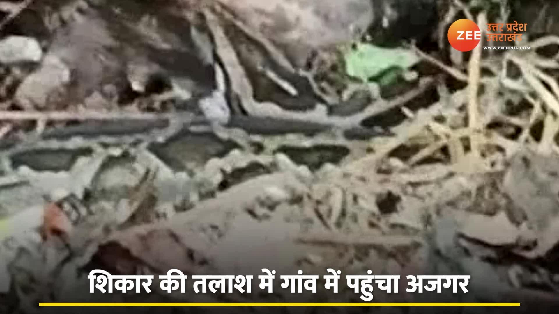 Hen searching for food herself became the Victim of a Python Watch ...