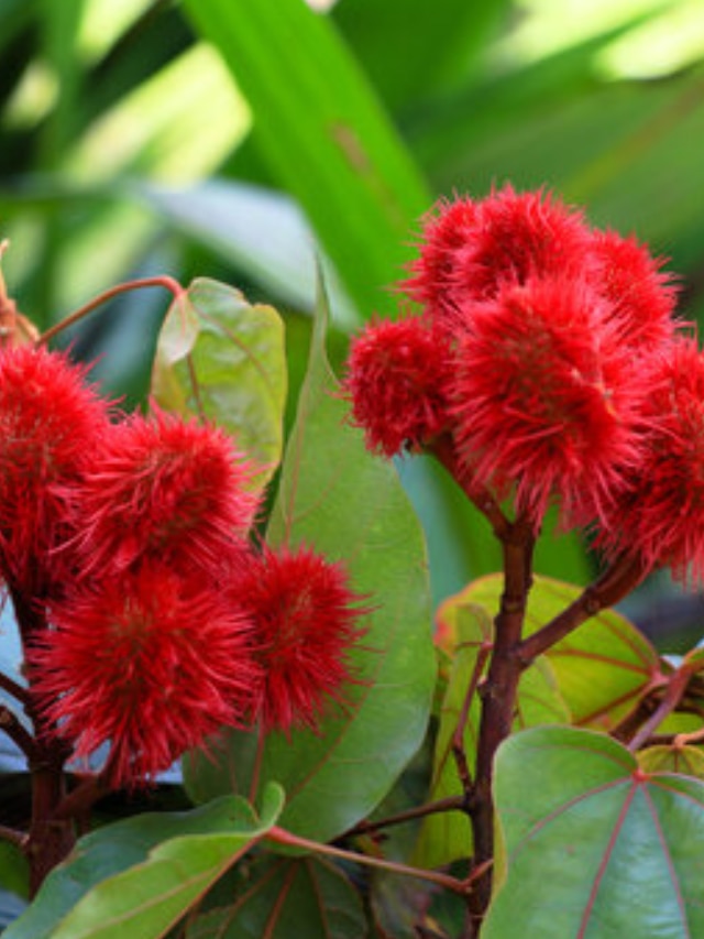 benefits of sindoor plant for love marriage in hindi sindoor ke paudhe ke fayde vastu tips tantra mantra | benefits of sindoor plant for love marriage in hindi sindoor ke paudhe ke