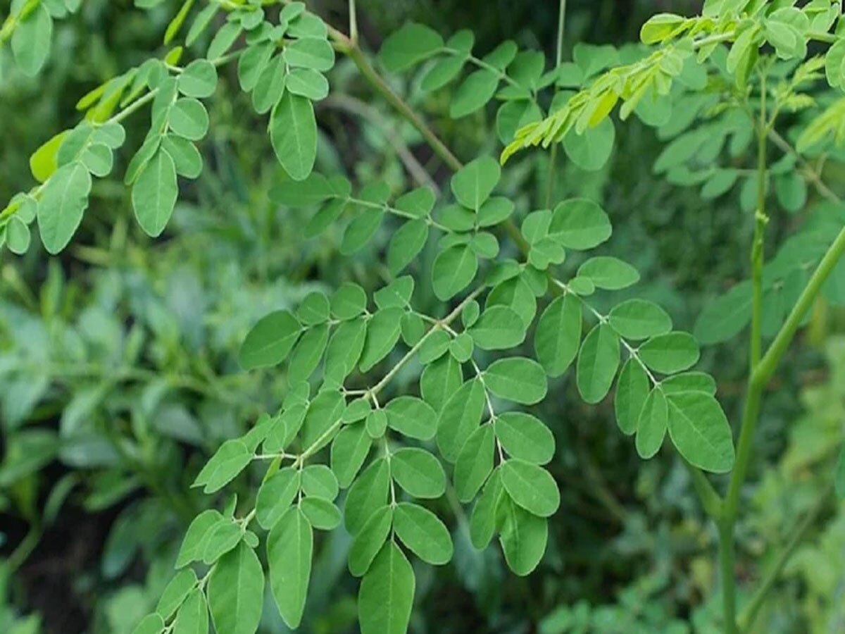 Lifestyle News Benefits Moringa Leaves For Control Hair Fall बालों में लगाएं इस पत्ती का पेस्ट 2382