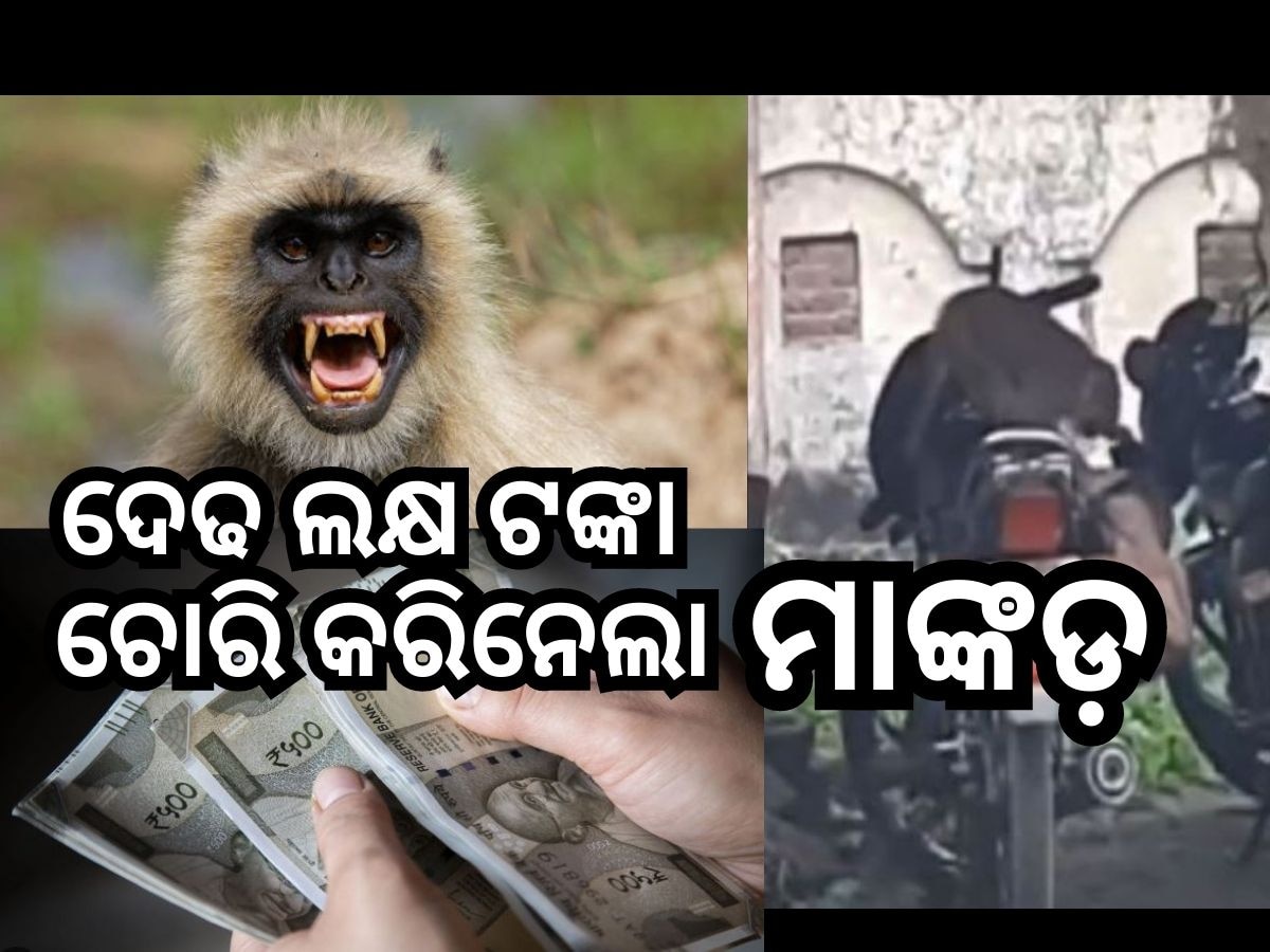 Monkey Steals Money: ପାର୍କିଂ ବାଇକରୁ ଦେଢ ଲକ୍ଷ ଟଙ୍କା ଚୋରି କଲା ମାଙ୍କଡ: ଆଉ ତାପରେ...