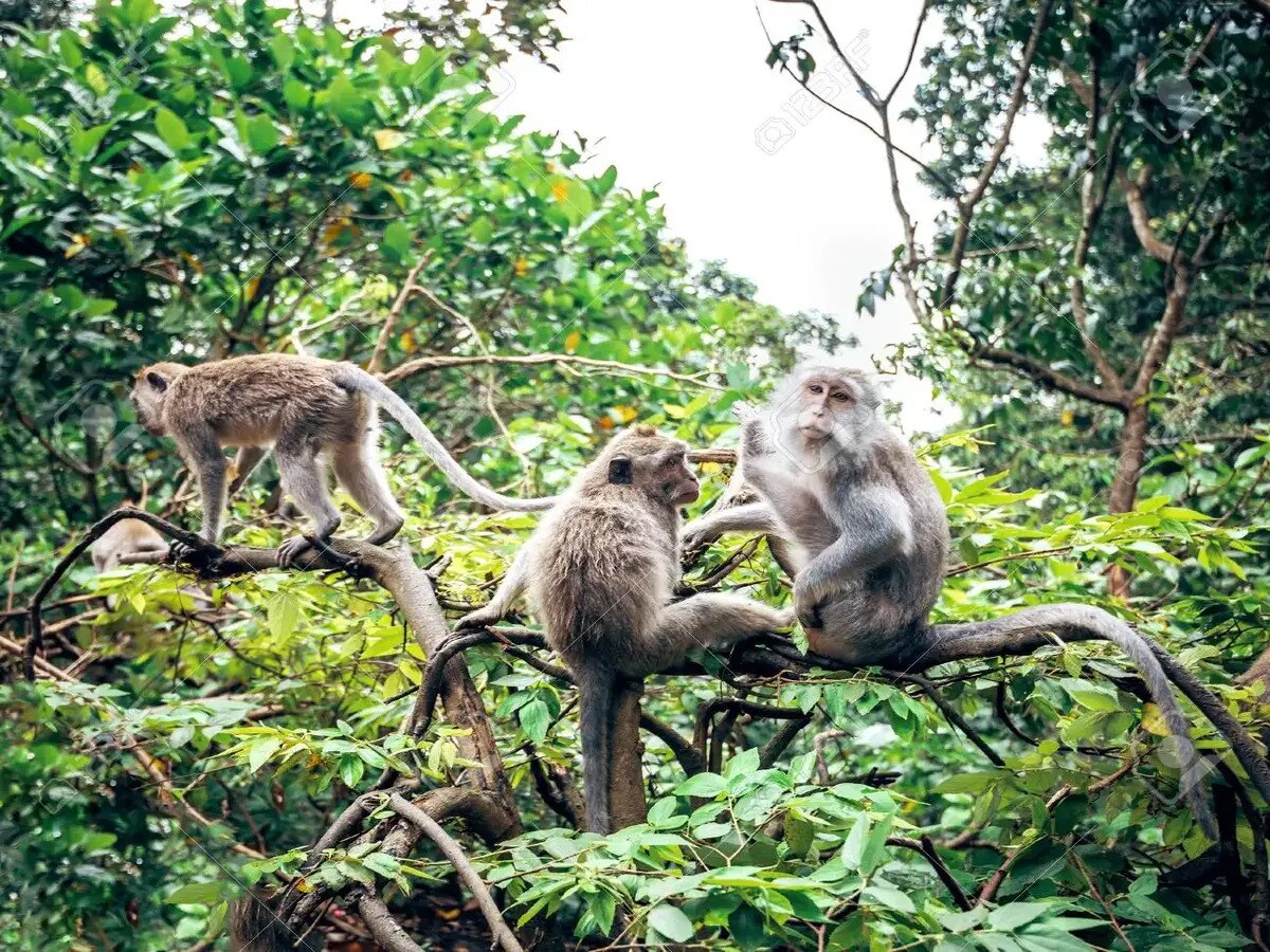 Lucknow Monkey Forest: ରାଜଧାନୀରେ ପ୍ରତିଷ୍ଠା ହେବ 'ବାନର ବନ'; ଜାଣନ୍ତୁ ଏହାର ବିଶେଷତା 