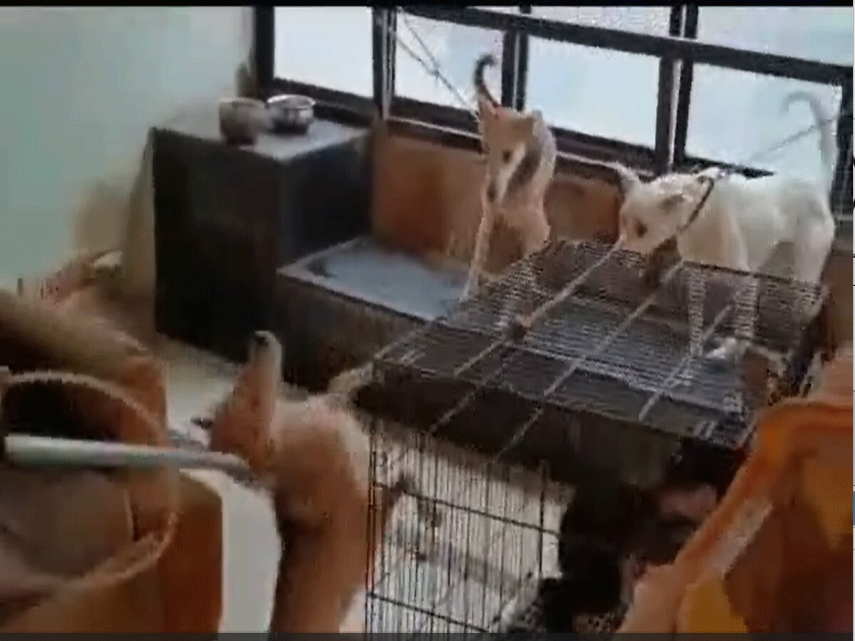 Delhi News: कोर्ट के आदेश के बाद पुलिस और MCD की टीम ने किया GK से 14 कुत्तों का रेस्क्यू, कई महीनों से नहीं मिला था खाना