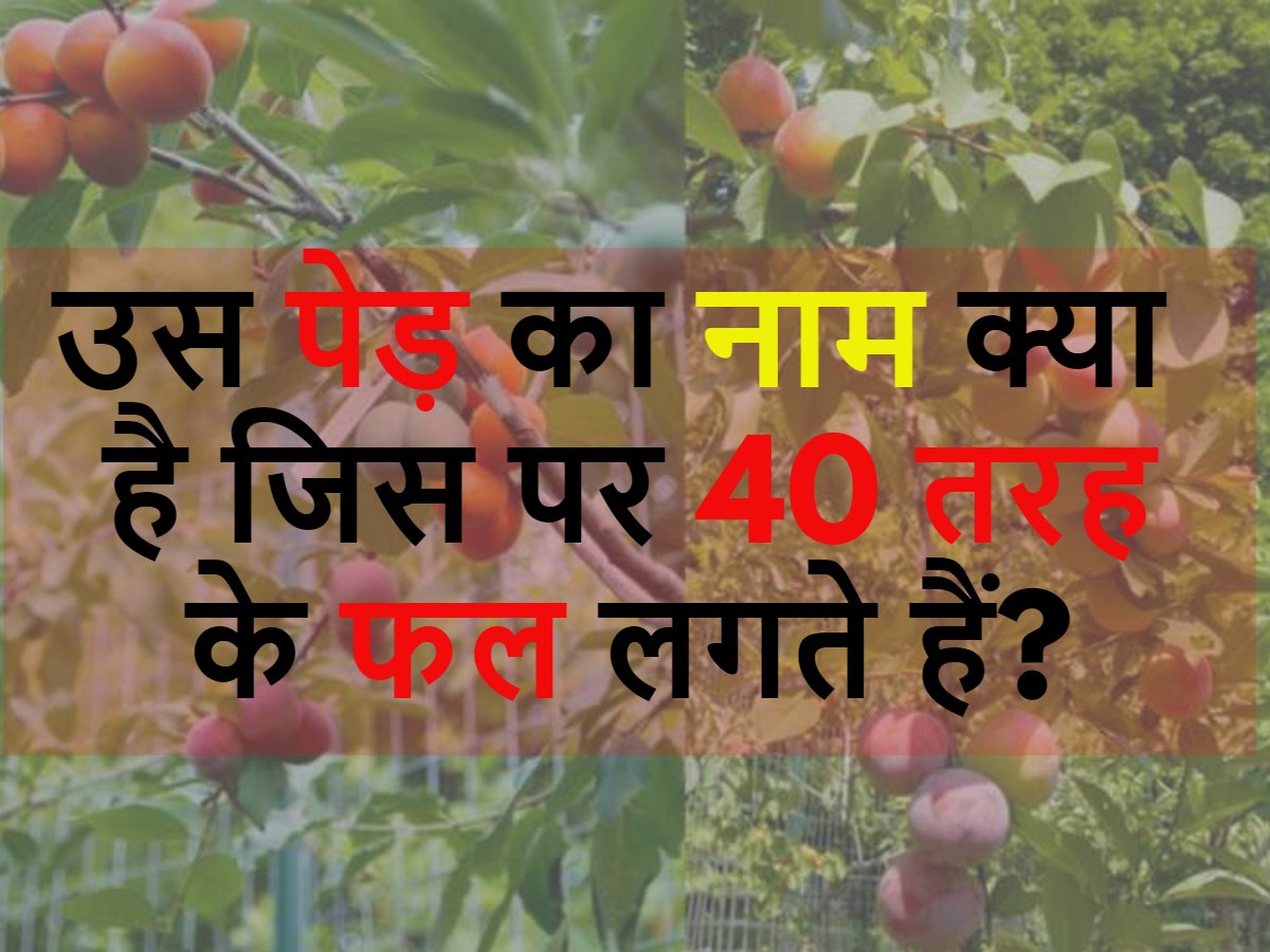 Which is the tree which bears 40 fruits Tree of 40 Fruit Quiz बताओ उस पेड़ का नाम क्या है जिस
