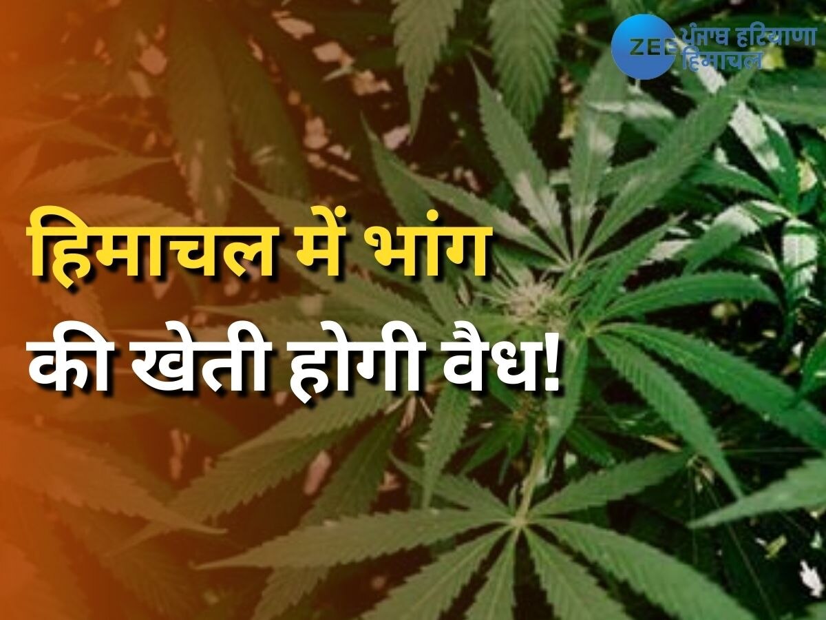 Cannabis News: हिमाचल में दवाईयों के लिए भांग की खेती होगी वैध, बागवानी मंत्री ने दिए सुझाव