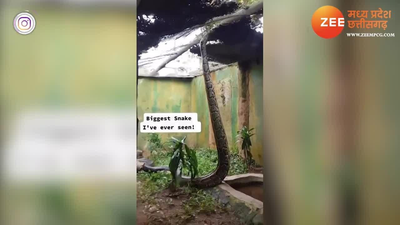 Python Viral Video Python snake standing on ground ajgar saanp khada ...