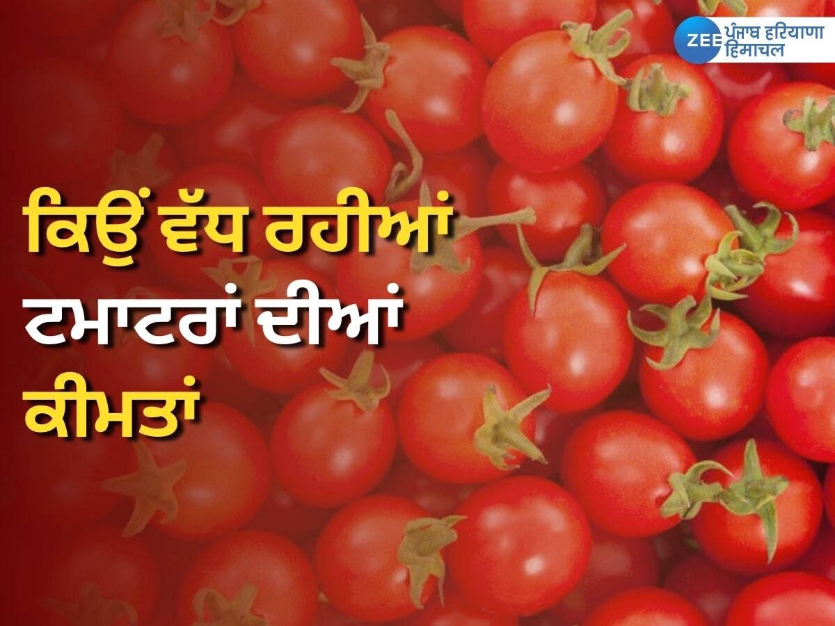 Tomato Price Hike: ਜਾਣੋ ਕਿਉਂ ਵੱਧ ਰਹੀਆਂ ਟਮਾਟਰਾਂ ਦੀਆਂ ਕੀਮਤਾਂ, ਪੰਜਾਬ ਦੇ ਇੱਕ ਬੰਦੇ ਨੇ ਦੱਸੀ ਸਚਾਈ 