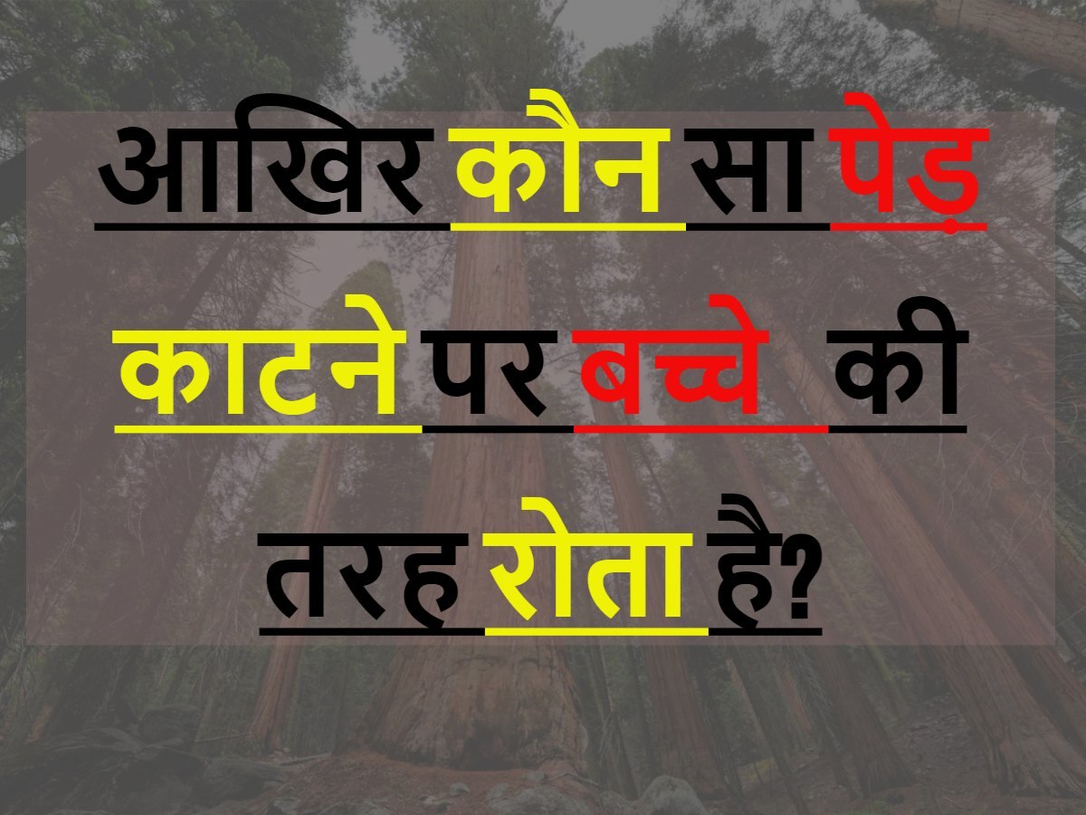 Quiz: आखिर कौन सा पेड़ काटने पर बच्चे की तरह रोता है?