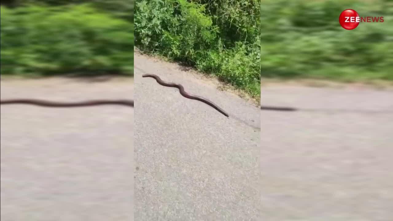two headed one snake rare discovery going viral as snake running ...