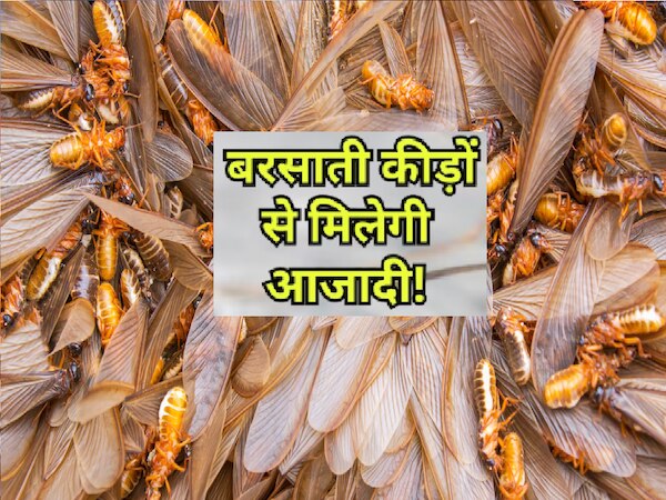 Monsoon Insects tips to get rid of monsoon insects and bugs | Monsoon ...