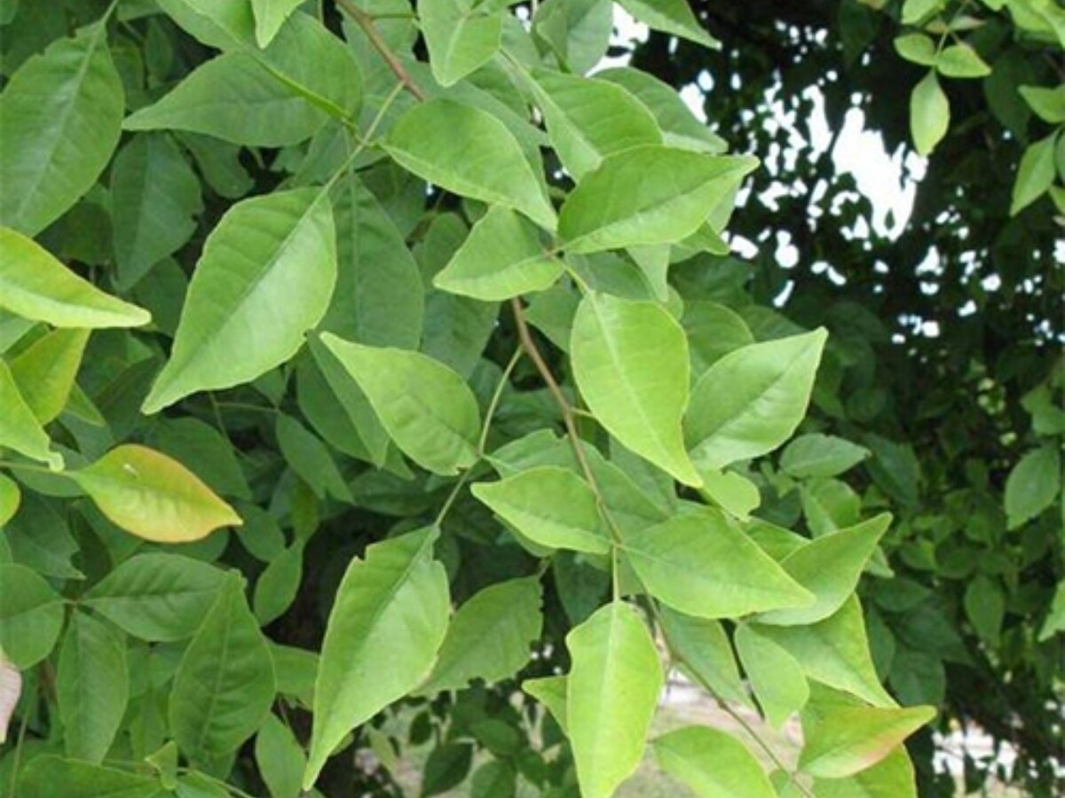 Belpatra plant:बेलपत्र के पौधे में बस बांधने ये एक चीज बांधने से मिलेगी शनि और पितृ दोष के दुष्प्रभाव से मुक्ति 