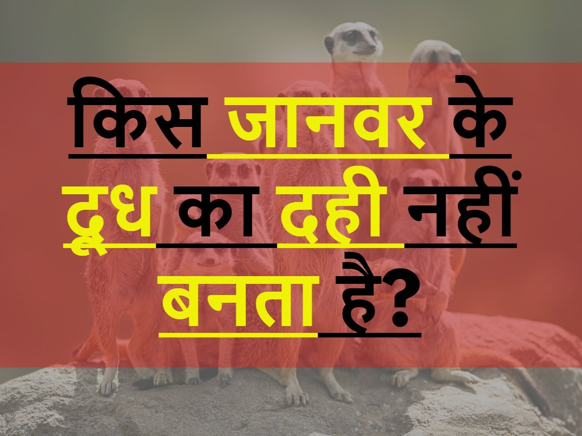 Quiz: किस जानवर के दूध का दही नहीं बनता है?