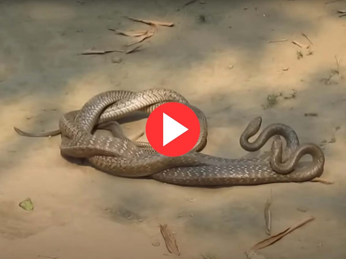 Snake Video: बीच सड़क पर प्यार करने लगे नाग-नागिन, राहगीर देखकर हैरान