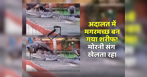 Bundi News crocodile in court was seen playing peahen watch video | Bundi News: अदालत में मगरमच्छ भी बन गया शरीफ! मोरनी के साथ खेलता नजर आया | Zee News Hindi