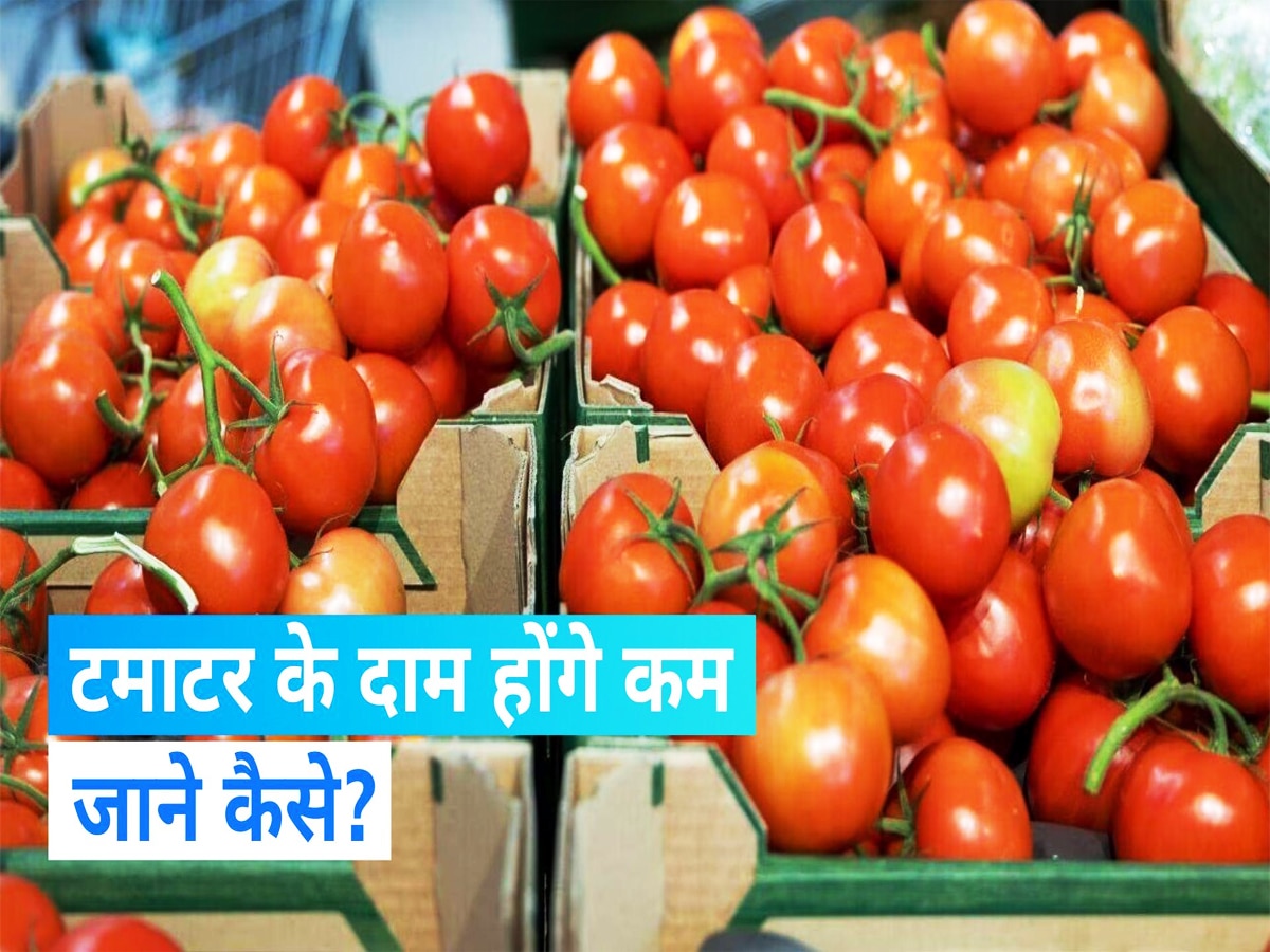 Tomatoe Price: टमाटर को लेकर आ गई खुशखबरी, जल्द सस्ते होंगे दाम, सरकार ने बनाया ये मास्टरप्लान