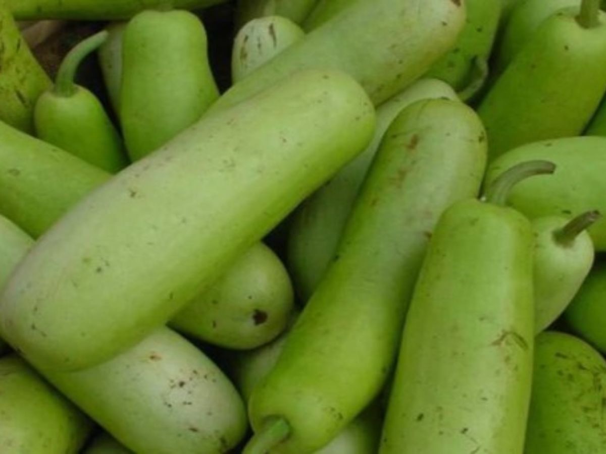 eat bottle gourd in these 2 ways to lose belly fat lauki for weight