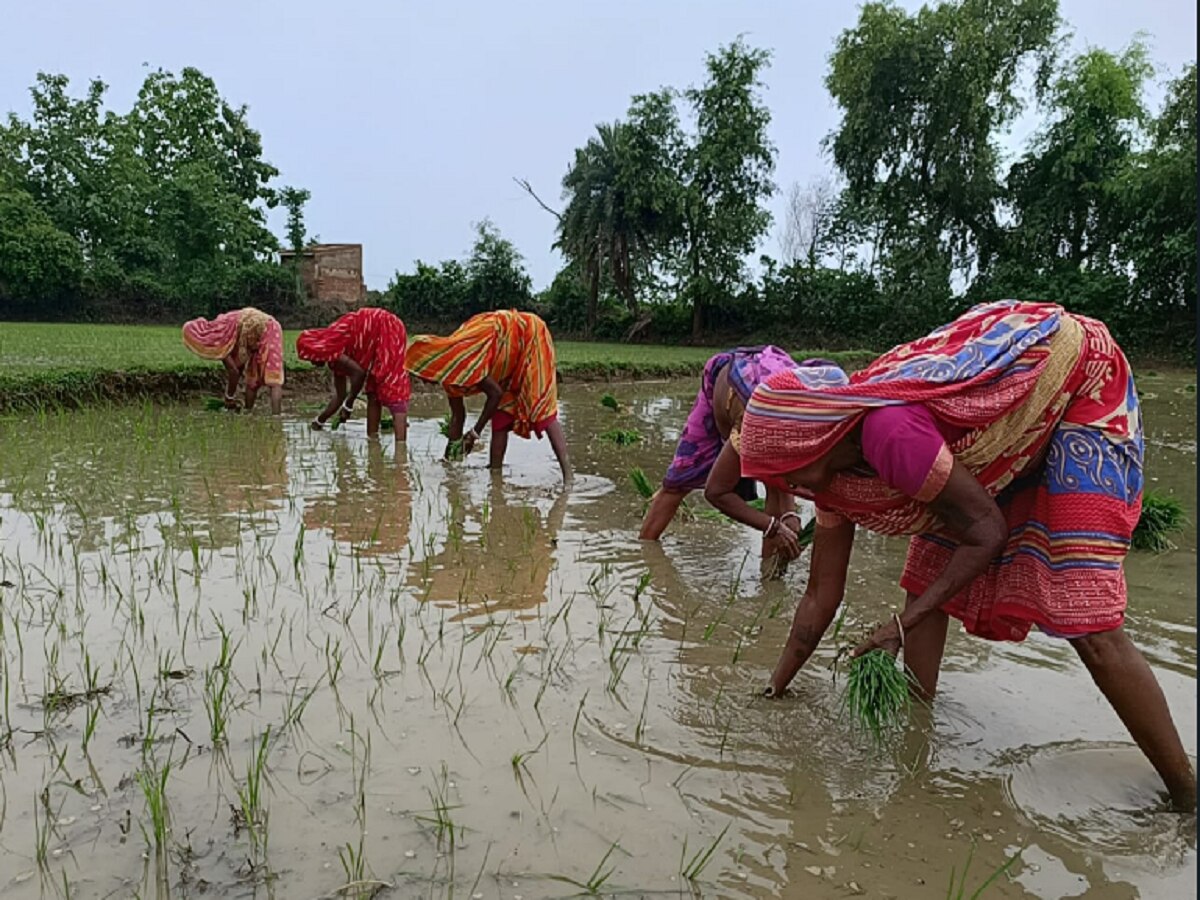 पूर्वांचल के धान का कटोरा ‘भागलपुर’ में धान की बुआई शुरू, हजारों हेक्टेयर में लगी कतरनी 