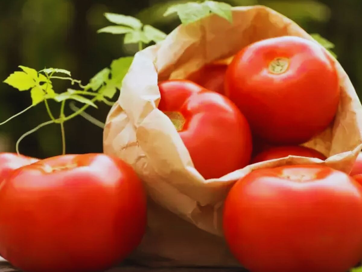Controversy in Shahdol Regarding Tomatoes