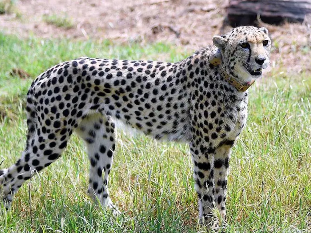 Cheetah Tejas Death Reason: इस वजह से हुई थी तेजस की मौत, पोस्टमार्टम रिपोर्ट में हुए कई बड़े खुलासे