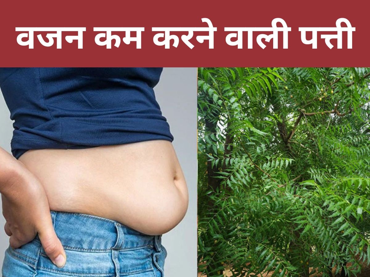 Leaf For Weight Loss: पेट की चर्बी घटाकर आपको स्लिम बना देगी ये हरी पत्तियां, आज ही चबाना शुरू कर दें