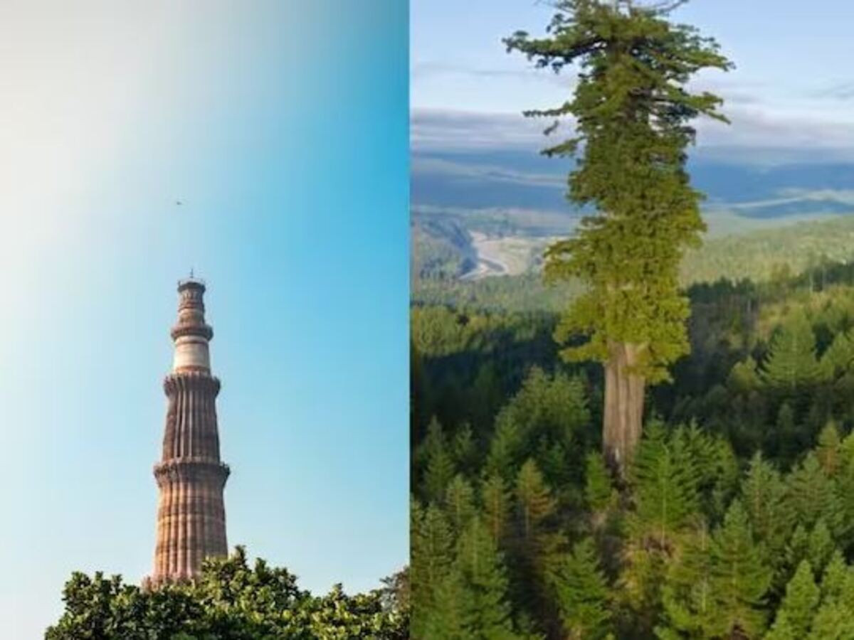 Hypercion Tree Hyperion Tree: ଏହା ହେଉଛି ଦୁନିଆର ସବୁଠାରୁ ଉଚ୍ଚା ଗଛ, ଏପରିକି କୁତୁବ୍ ମିନାର୍ ...