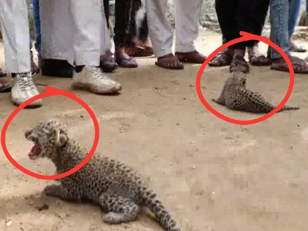 Cheetah: नूंह के कोटला गांव में बकरी पालक को मिले चीता नस्ल के दो शावक, दूध पिलाकर बचाई जान 