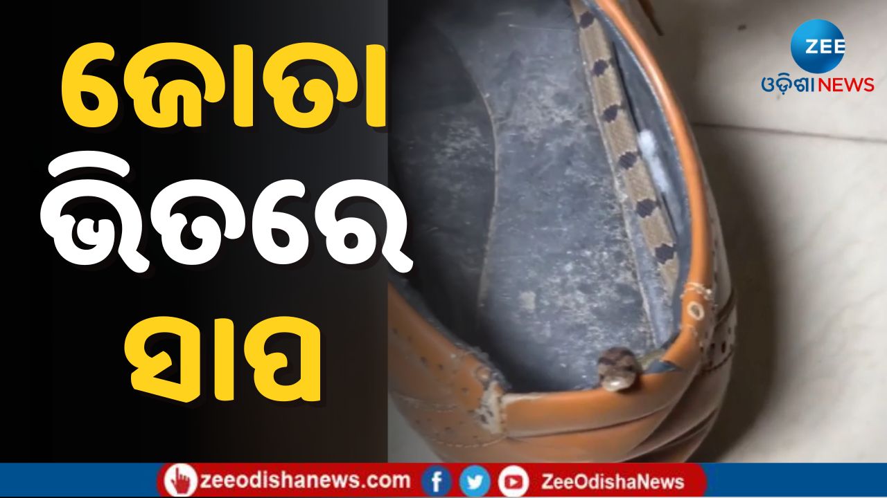 Snake Inside Boot Snake Hidden Inside Shoe: ସାବଧାନ ! ଆପଣଙ୍କ ଜୋତା ଭିତରେ ବି ଏମିତି ଲୁଚିଥାଇ ...