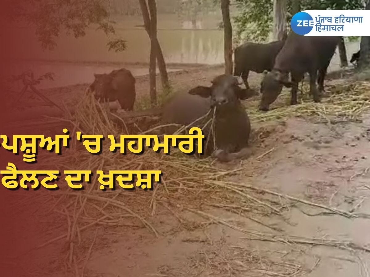 Dairy Cattle News: ਹੜ੍ਹ ਪ੍ਰਭਾਵਿਤ ਇਲਾਕਿਆਂ 'ਚ ਦੁਧਾਰੂ ਪਸ਼ੂਆਂ 'ਚ ਮਹਾਮਾਰੀ ਫੈਲਣ ਦਾ ਖ਼ਤਰਾ, ਬਚਾਉਣ ਲਈ ਜਾਣੋ ਕੀ ਕਰੀਏ