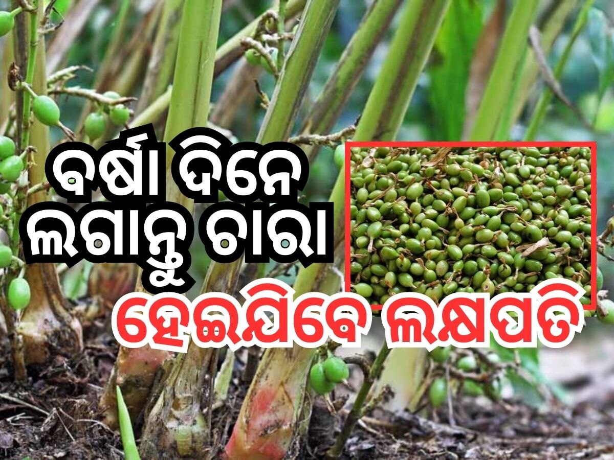 Cardamom Farming: ବର୍ଷା ଋତୁରେ କରନ୍ତୁ ଏହି ଚାଷ: ମିଳିବ ପ୍ରବଳ ଫାଇଦା