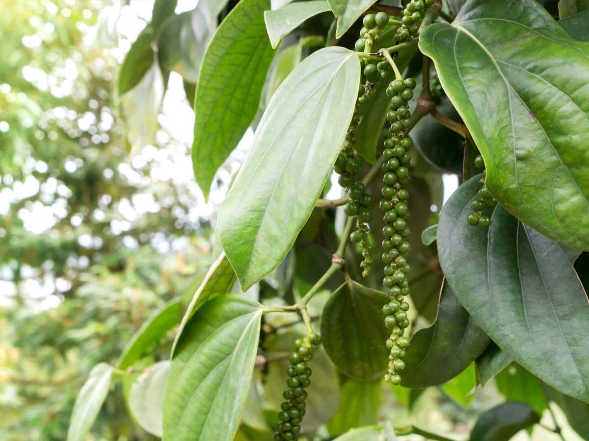 Black Pepper will help you quit smoking know other benefits