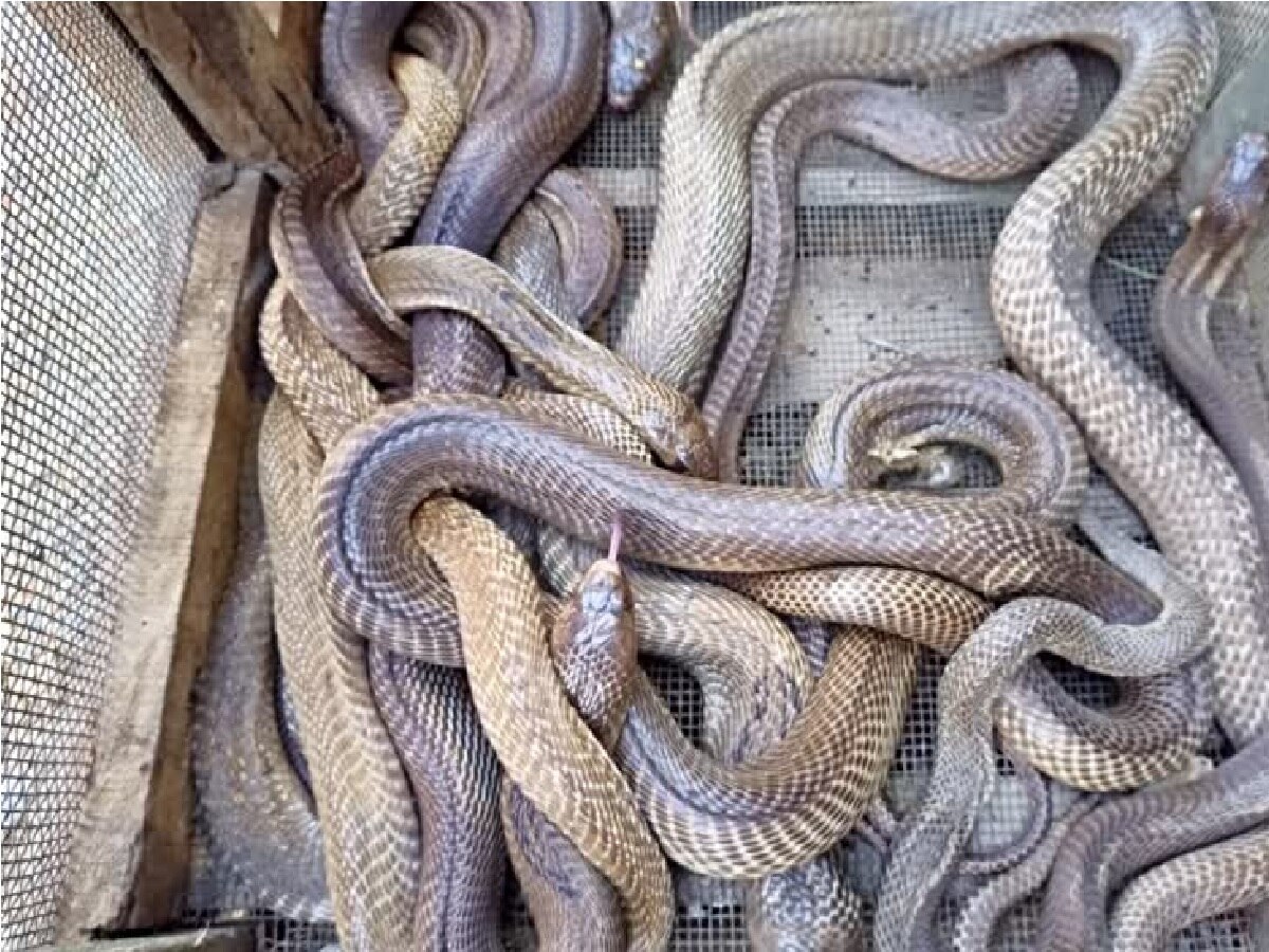 24 snakes found under the dressing table in a house in bagha snake
