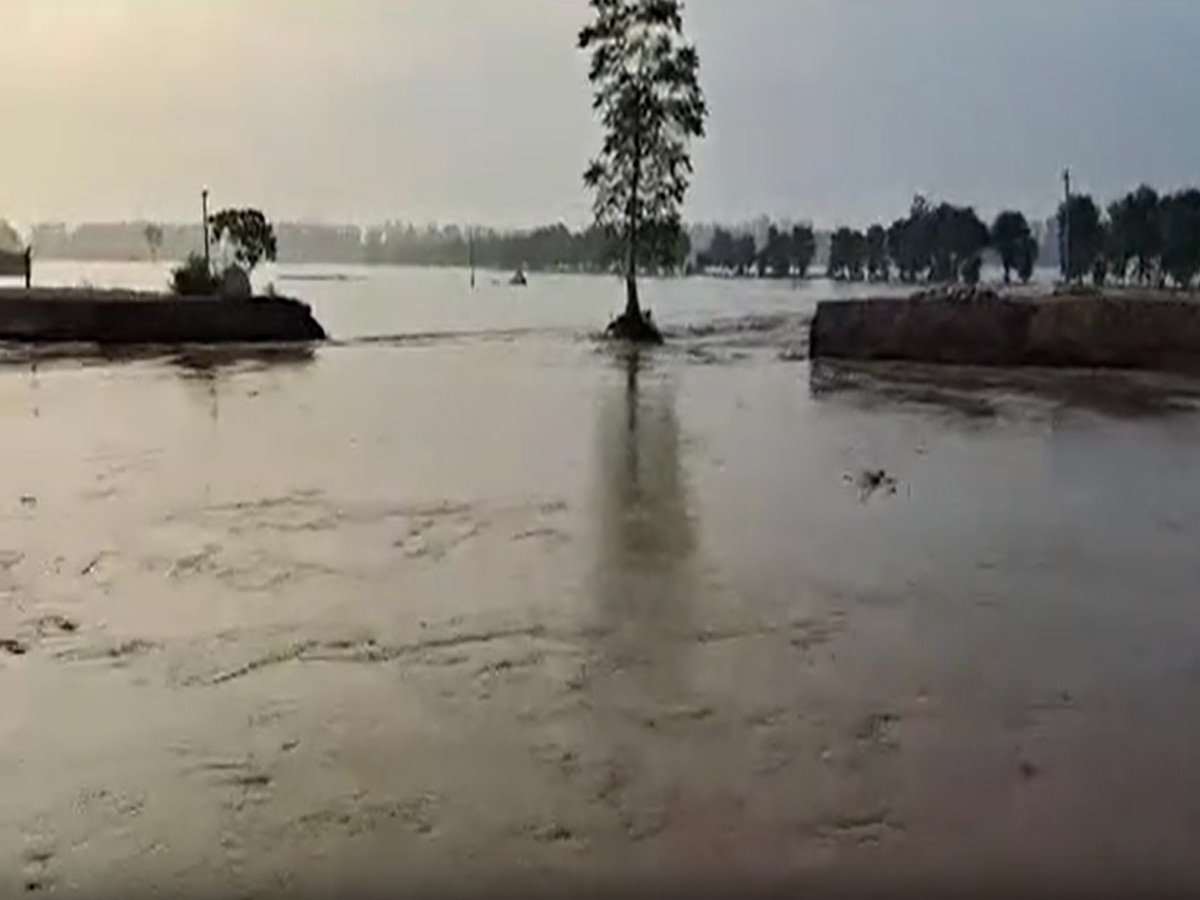 Sirsa Flood Update: सिरसा में टूटा घग्गर नदी का बांध, खेत डूबे सामान समेटने पर मजबूर लोग