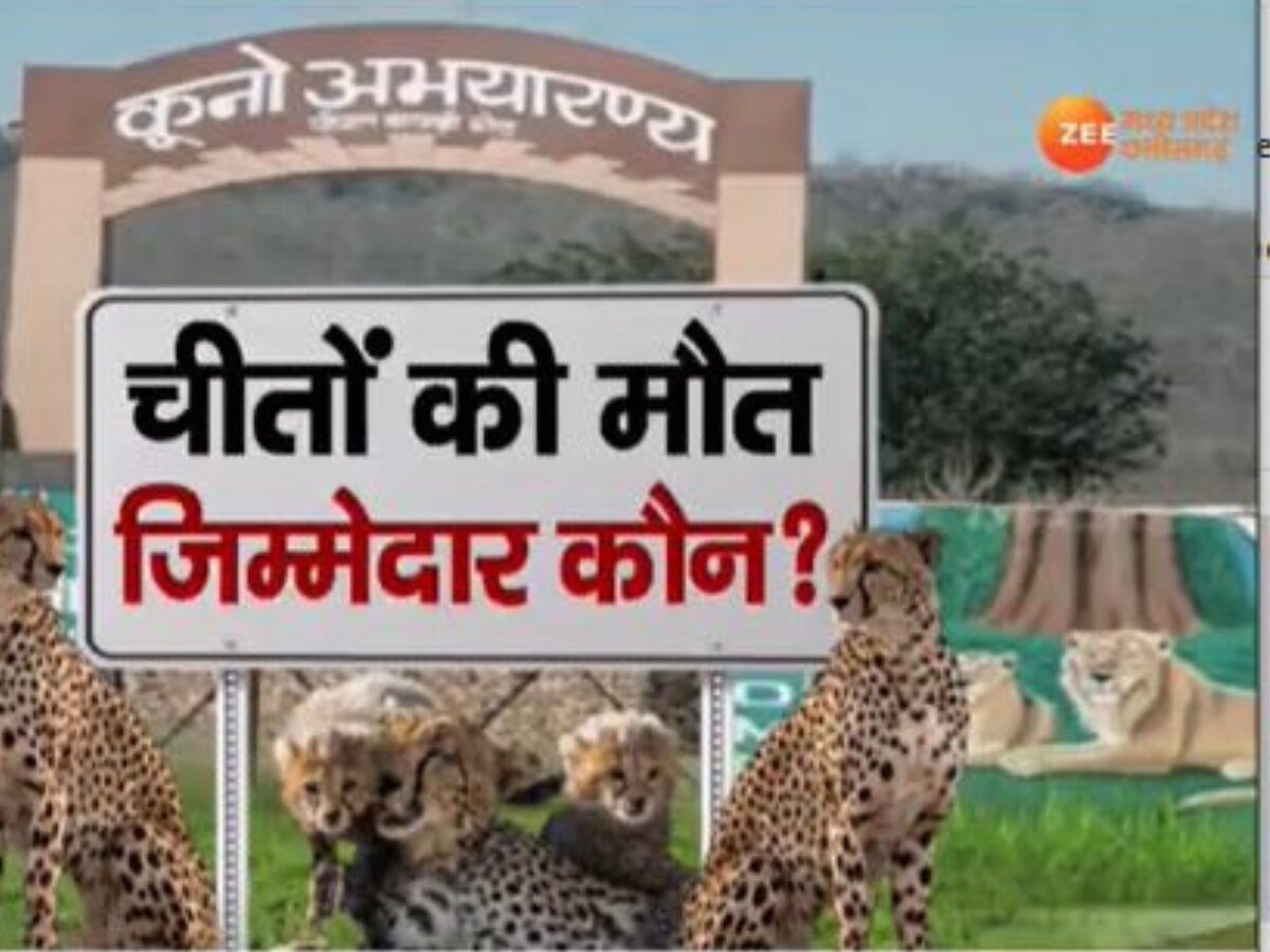 Kuno Cheetah Death News: कूनो में फेल नजर आ रही शिवराज सरकार! लगातार चीतों की मौत से उठ रहे सवाल 