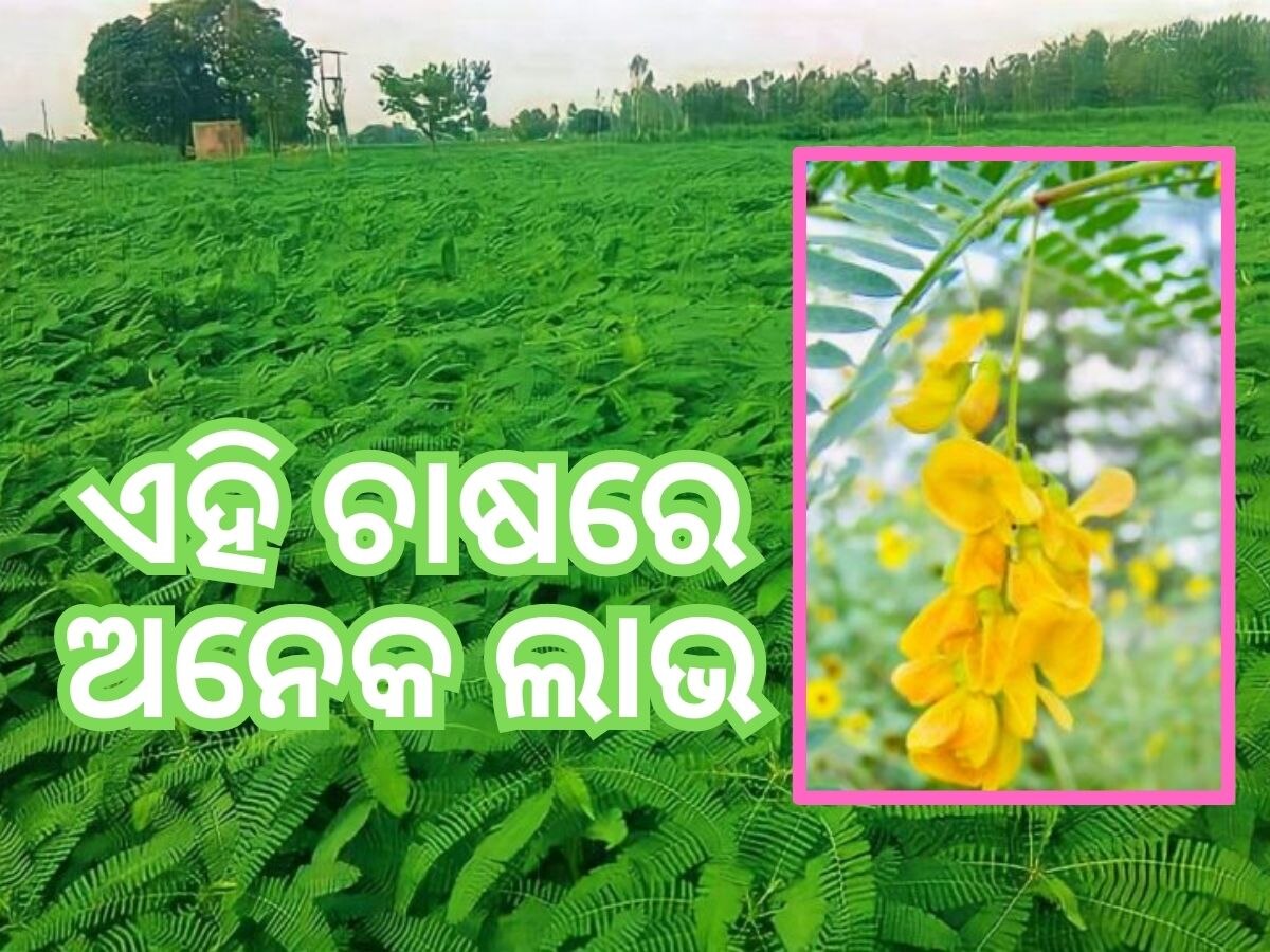 Farming Tips:  ଏହି ଚାଷରେ ପ୍ରବଳ ଲାଭ, ସରକାର ଦେଉଛନ୍ତି ସହାୟତା