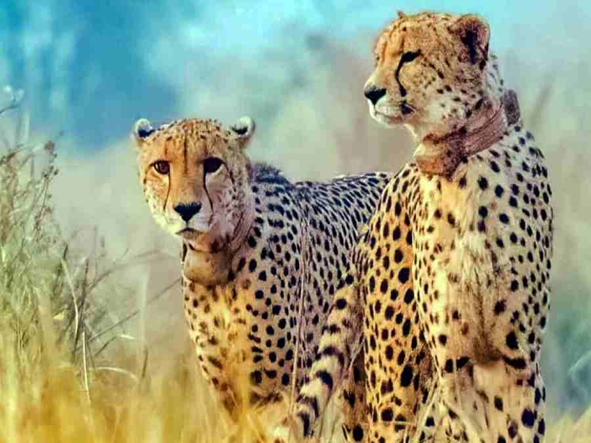 Cheetah: कूनो नेशनल पार्क से शिफ्ट किया जाएगा सभी चीतों को? केंद्रीय मंत्री ने दिया चौंकाने वाला जवाब