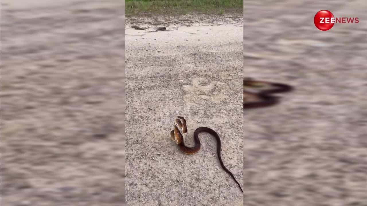 unexpected ghoda pachad snake attack on man will make you sleepless