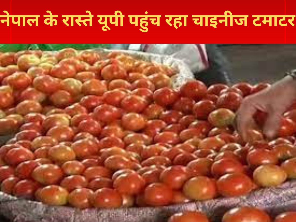 Chinese tomatoes reaching Uttar Pradesh and Bihar via Nepal tomatoes