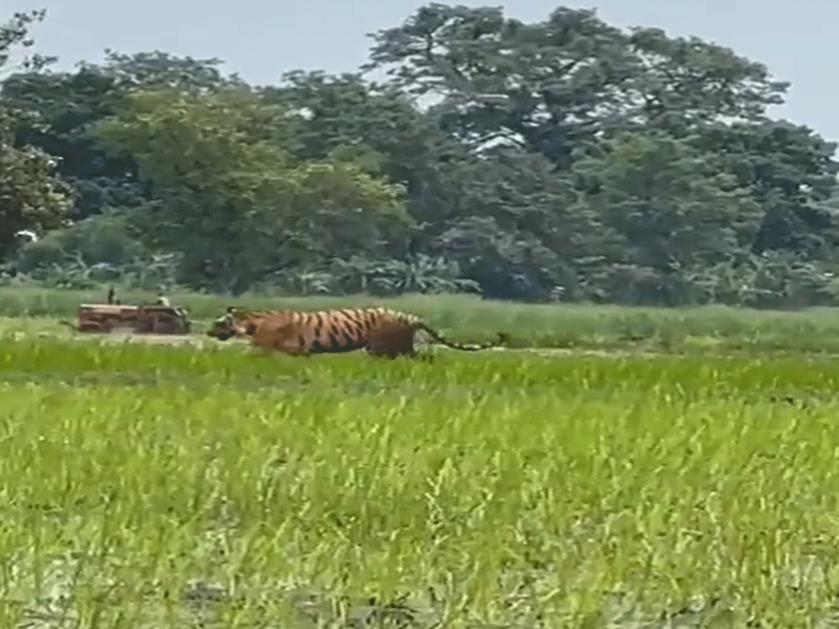 Video: पीलीभीत में बाघ और किसानों का आया हैरतअंगेज वीडियो सामने, खुली रह जाएंगी आंखें